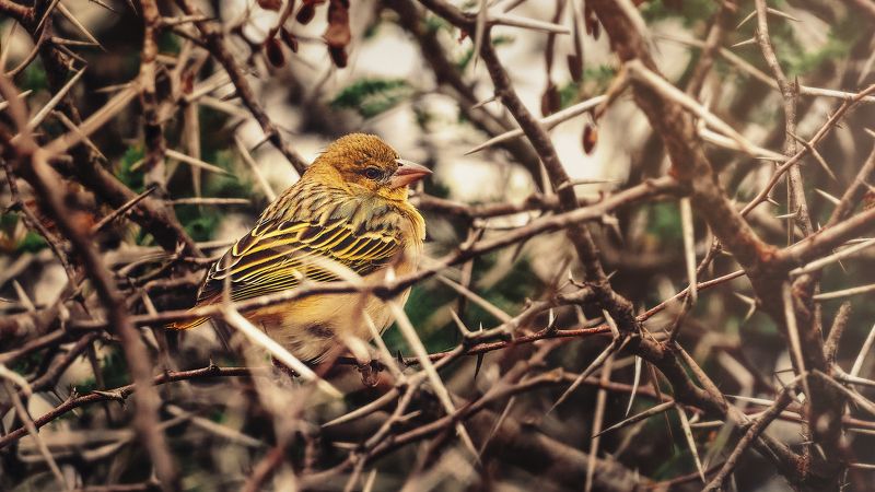 thorns, bird, tree Bird in a thorntreephoto preview