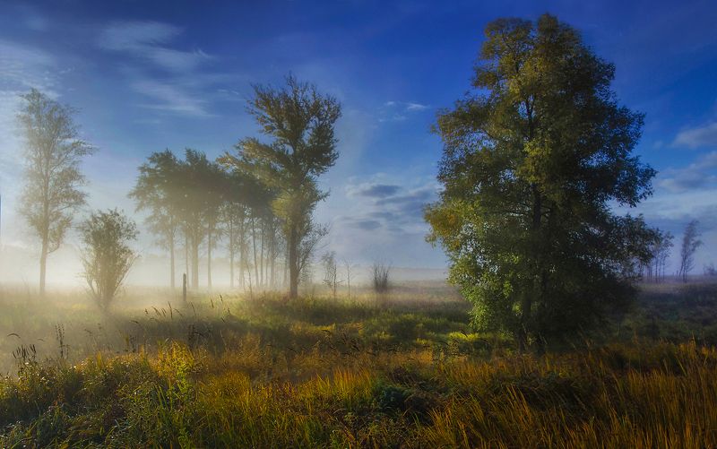 сибирь, лето, утро, рассвет, туман, свет Зелёные кроныphoto preview