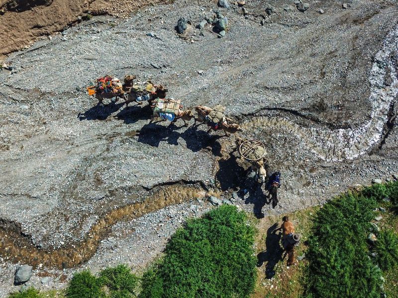 Khovd Camel migrationphoto preview
