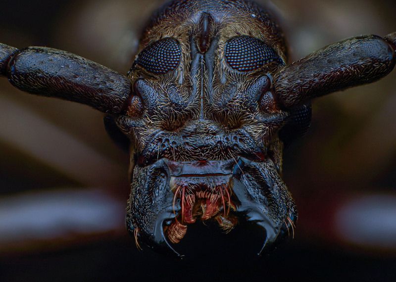 macro, nature, insect, bugs, beetle, closeup Longhorn Beetlephoto preview