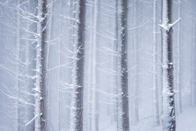 forest, frost, winter, mood, snow, light, nikon, landscape, hungary Frosty landphoto preview