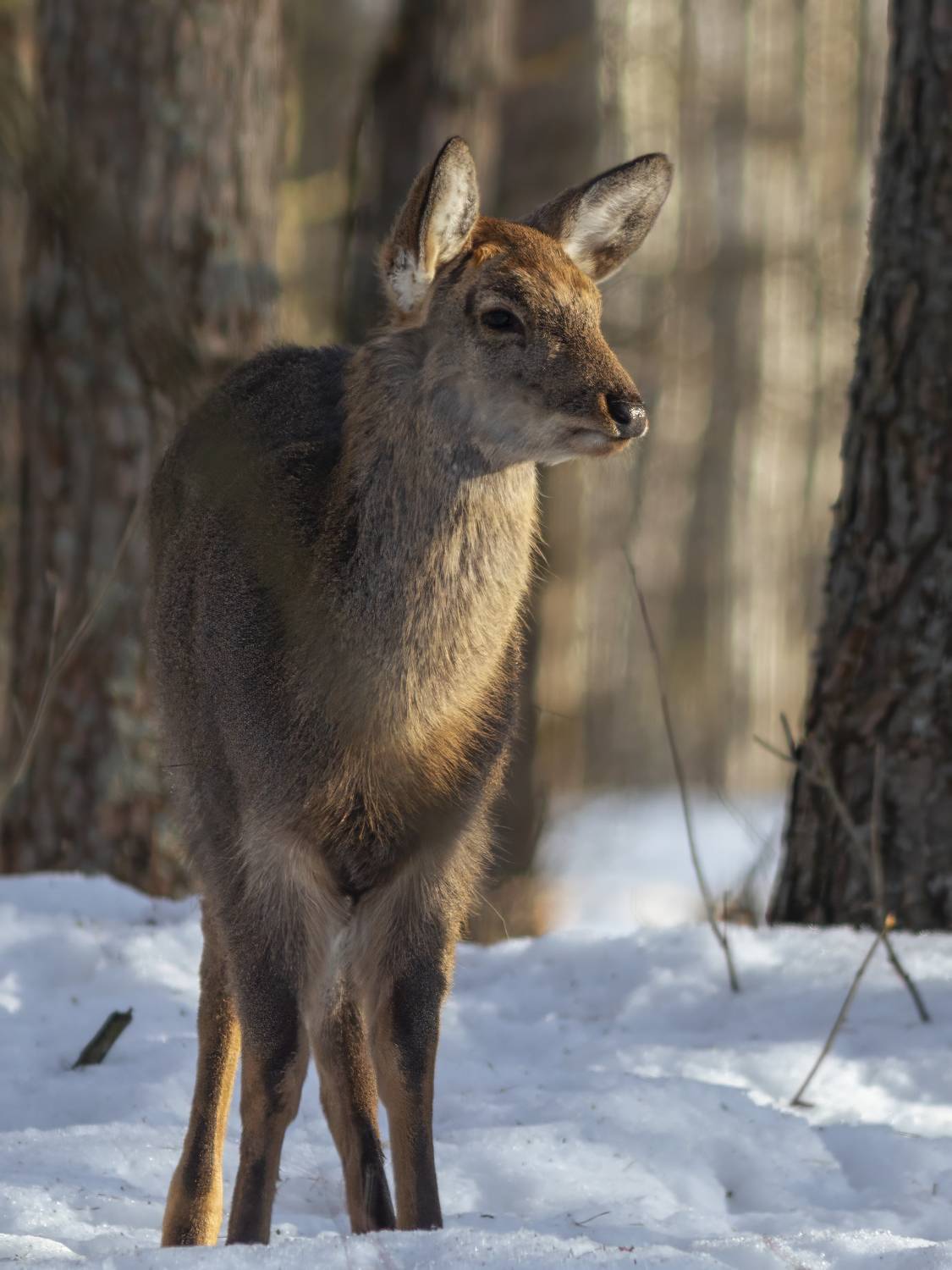 , Денис Пронин