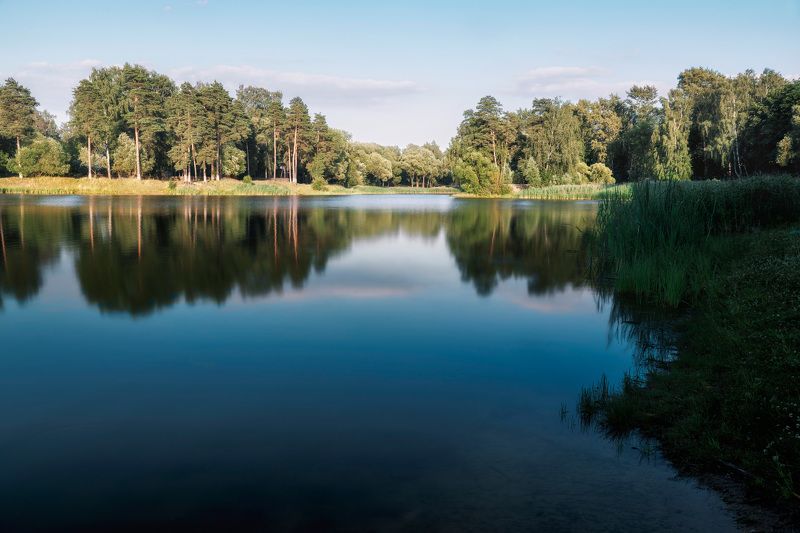 пруд, отражения, лес На летнем пруду фото превью