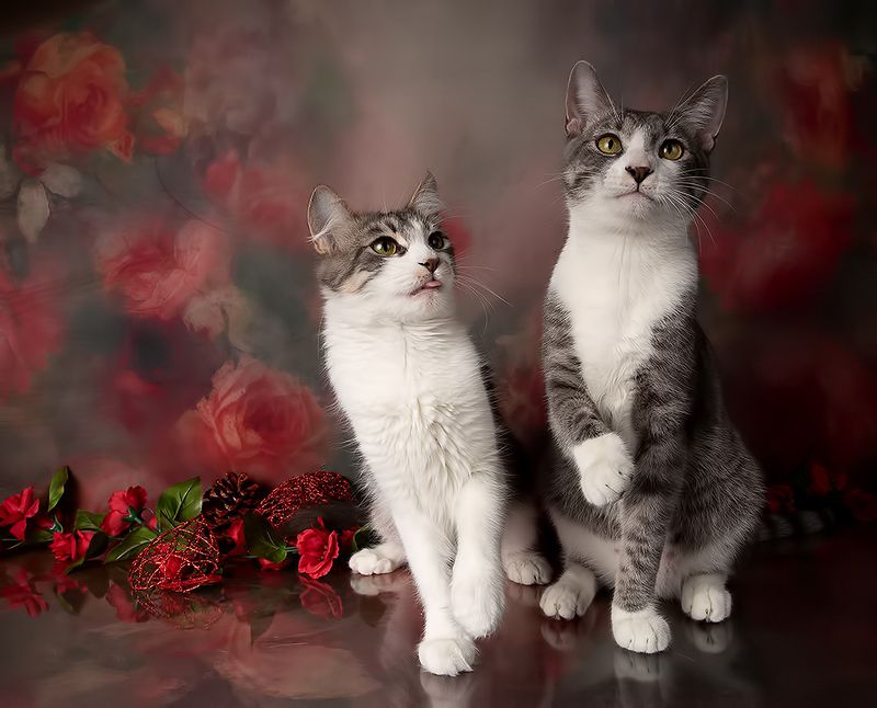 котята, kittens, домашнии питомцы, cat, кот, кошка, весна Kittens, Spring Time - Котята в Красотеphoto preview