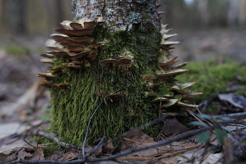 Пенек с грибамиphoto preview