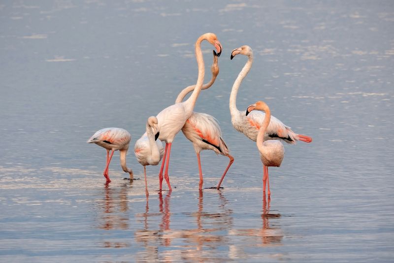 greater flamingo, phoenicopterus roseus Greater flamingophoto preview