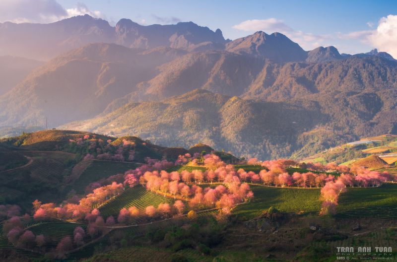 Landscape, Moutian, Spring, Tree, Sun Spring is coming in the high mountains of Sapa, Vietnam фото превью