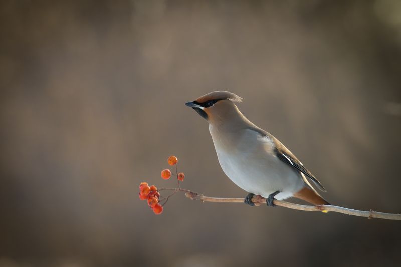 птицы, свиристель, зима, birds, wildlife, иohemian waxwing Остатки сладкиphoto preview