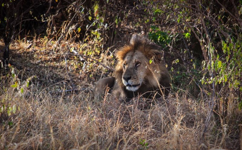 кения Царь фото превью
