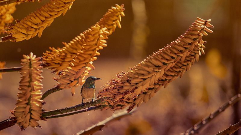 bird, aloe, afternoon White-bellied Sunbird on Aloephoto preview