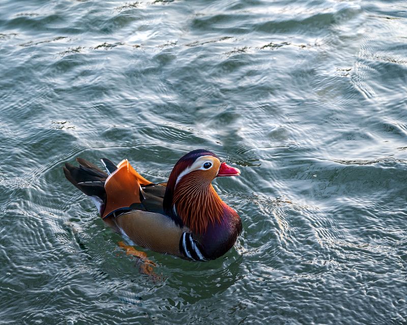 плавание, мандаринка Плавание фото превью