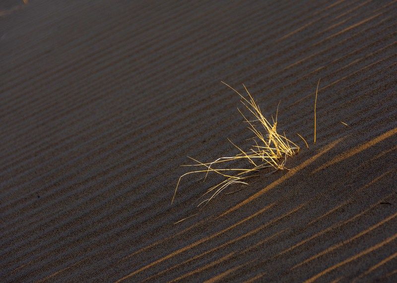 wilderness фото превью