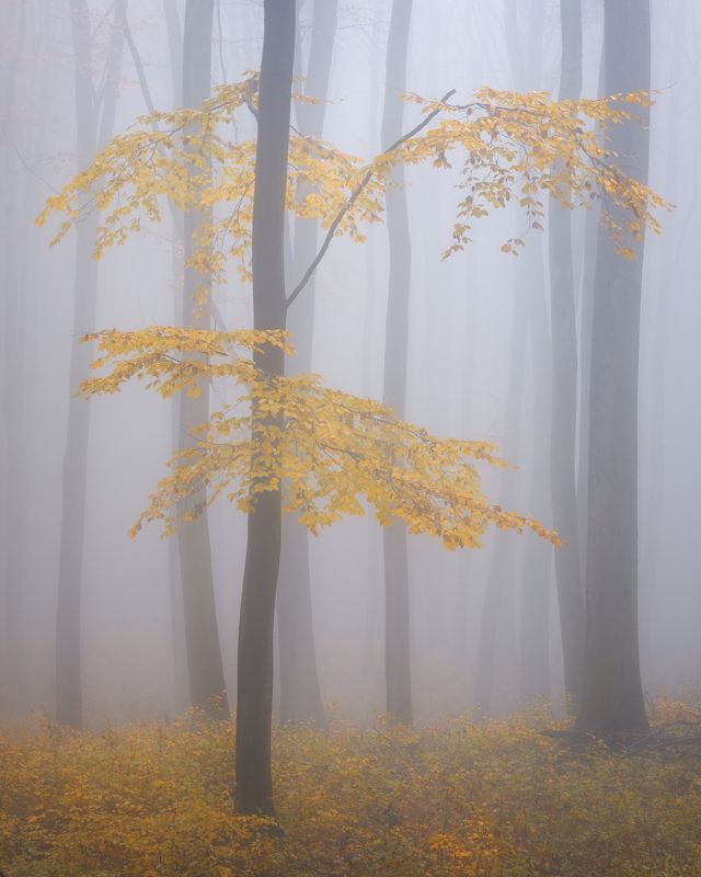 autumn, forest, fog, mood, yellow, nature, earth, clean, nikon Autumn moodphoto preview