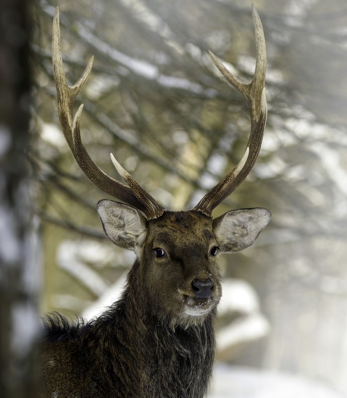 олень, пятнистыйолень, лосиныйостров, природароссии. животные, портрет, deer, amimals Улыбающийся оленьphoto preview