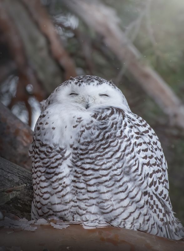 Полярная Сова Bubo scandiacusphoto preview