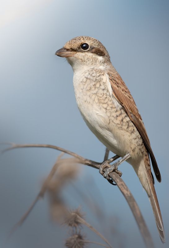 Обыкновенный Жулан Lanius colluriophoto preview