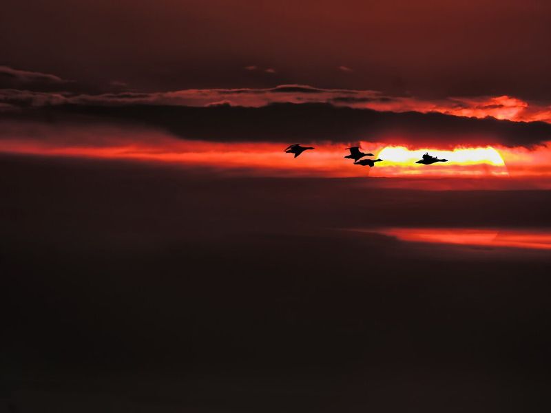 Летят гуси...photo preview