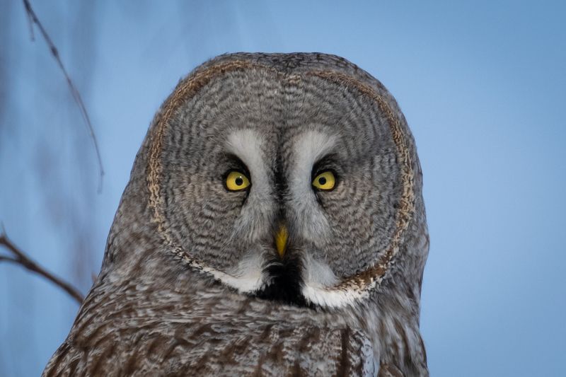 сова, бородатая неясыть, портрет, глаза, птицы Глаза в глазаphoto preview