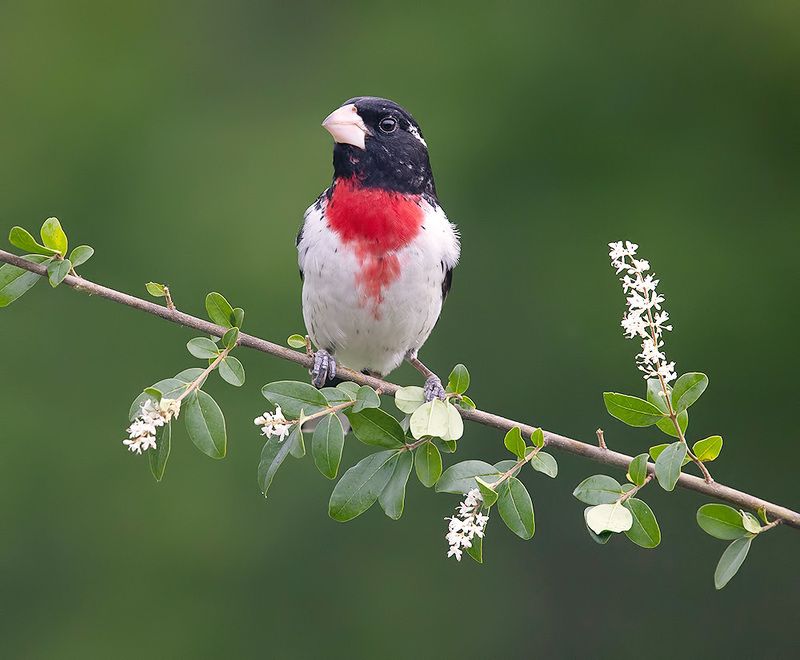 rose-breasted grosbeak, grosbeak, весна, cardinal, кардинал, весна Rose-breasted Grosbeak, male -Красногрудый дубоносовый кардиналphoto preview