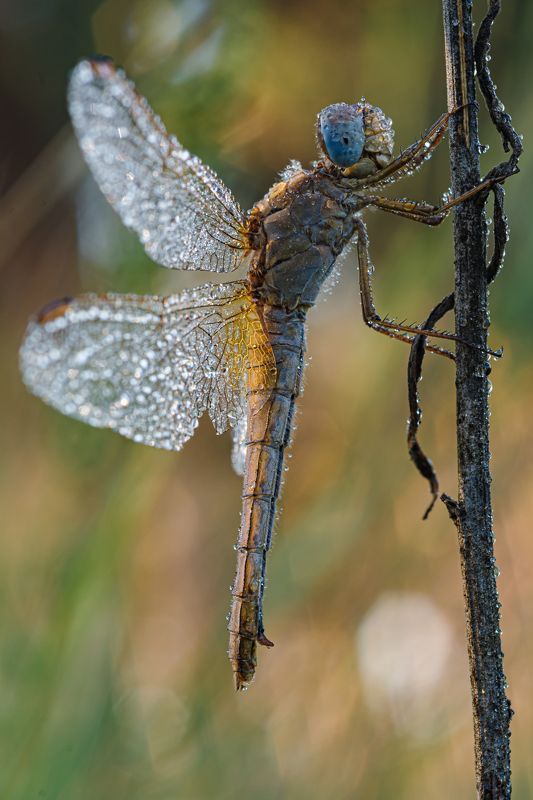 Стрекозка в росеphoto preview