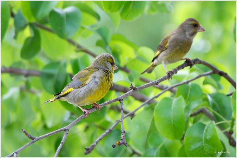 птицы,зеленушки,лето Зелепушки ) фото превью