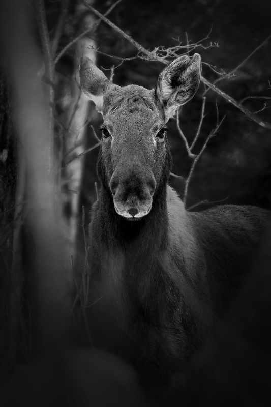 Царица лесаphoto preview