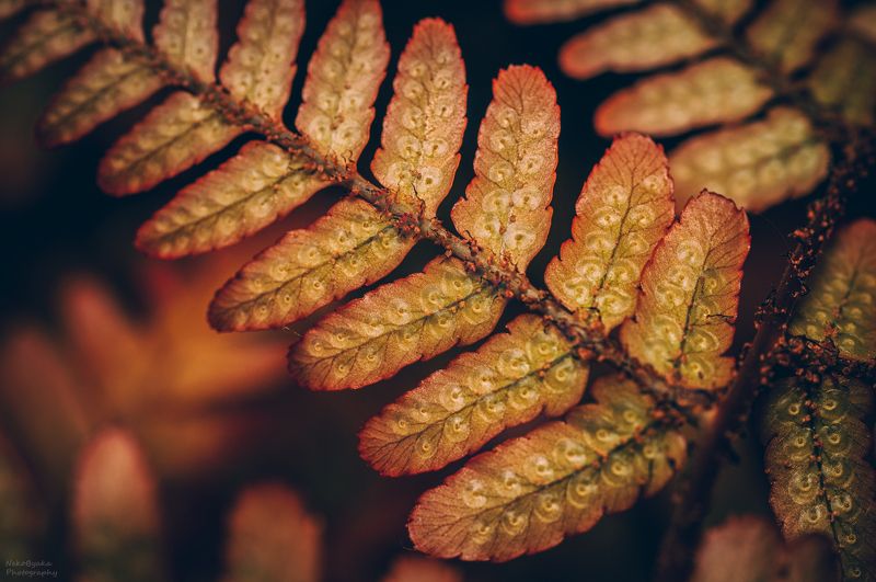 макро, природа, папоротник, осень,macro, nature, fern, autumn, fernphoto preview