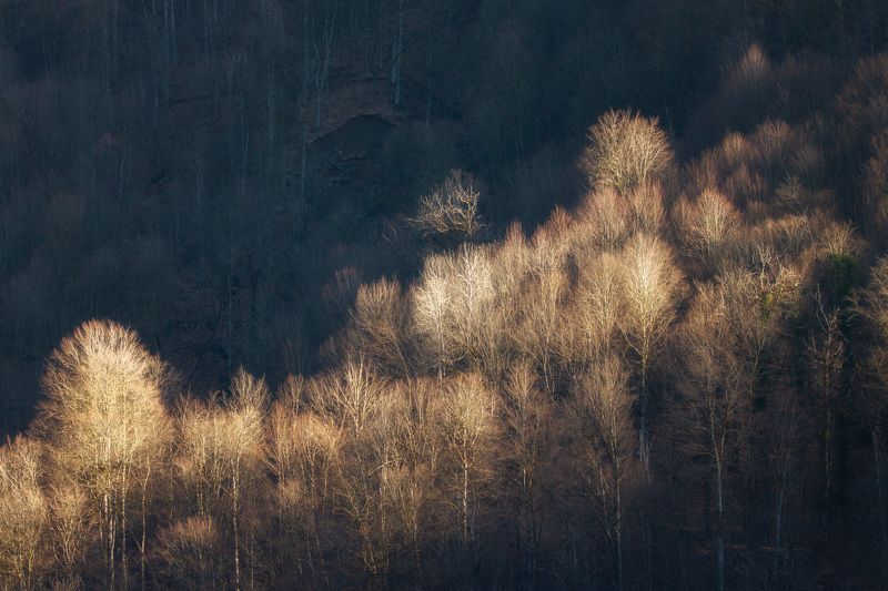 свет, розахутор, краснаяполяна, деревья, лес Февральский вечер в долине р. Мзымтыphoto preview
