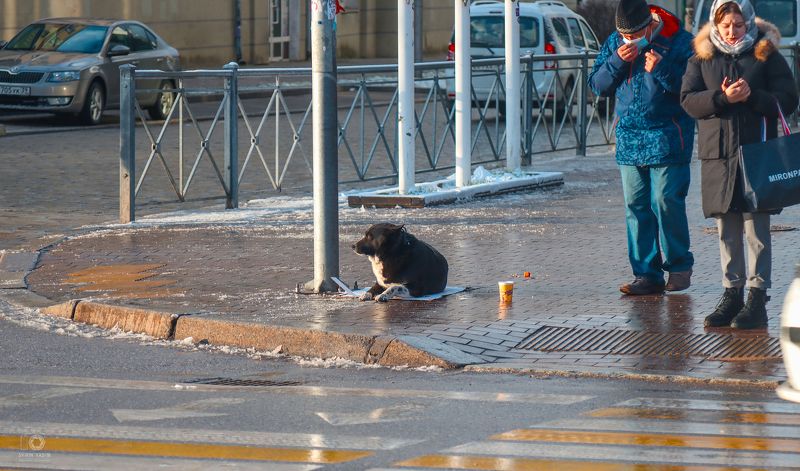 животное, собака, попрошайка, Калининград, Россия, фотография, стрит, город,  переход, 2022, animal, dog, beggar, Kaliningrad, Russia, photography, street, city, transition Пёс попрошайка.photo preview