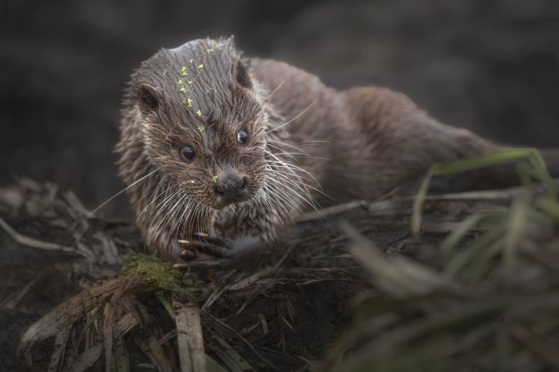 выдра, речная выдра, красный бор, беларусь, животные,otter Плюшкин фото превью