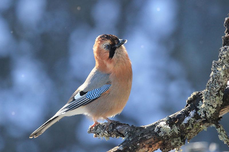 сойка Сойкаphoto preview