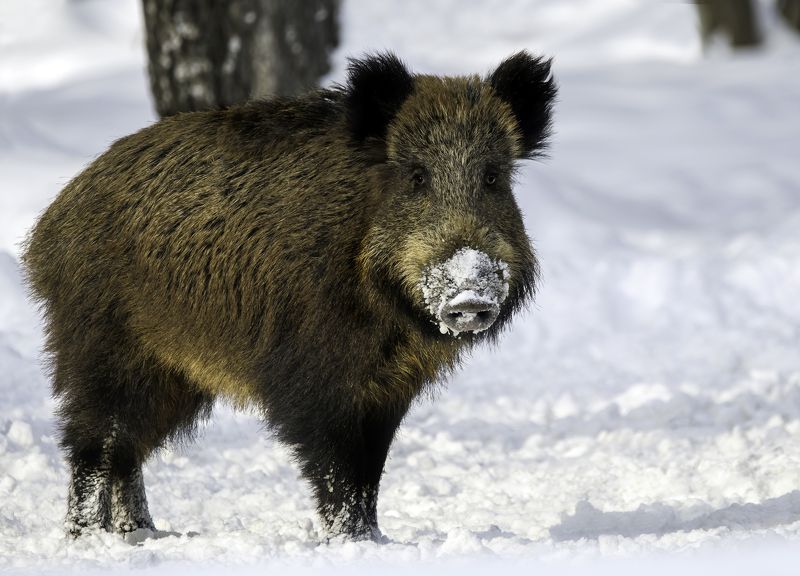 кабан, лосиныйостров, природароссии. животные, портрет, wildboar, amimals Кабанчикphoto preview