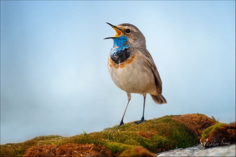 * * * фото превью