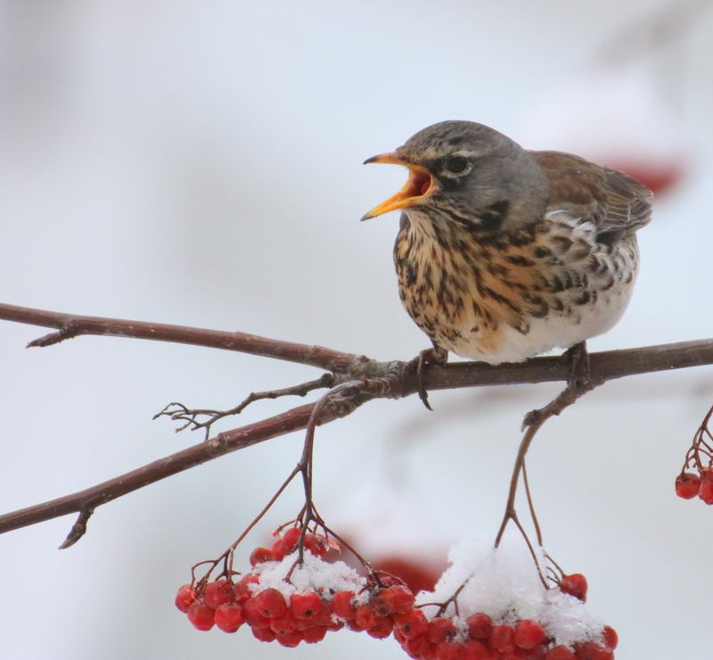 рябина, зима, дрозд Дрозд на рябинеphoto preview