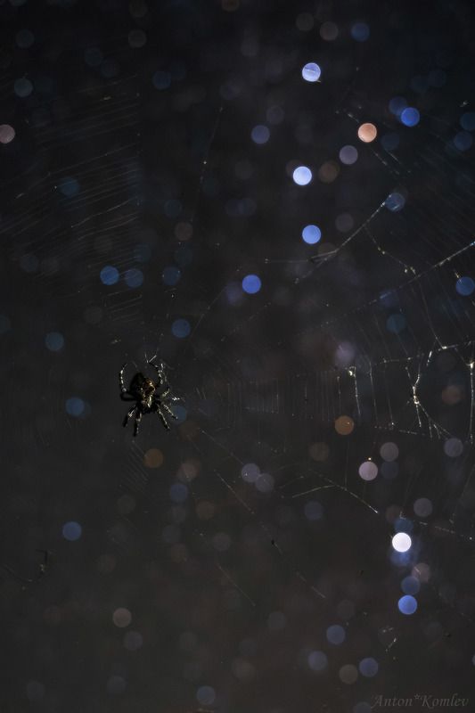 ночь, звезды, паук, паутина, приморье Ловец звёздphoto preview