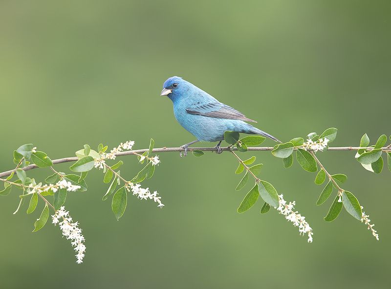 индиговый овсянковый кардинал, indigo bunting, кардинал, весна Indigo bunting. Индиговый овсянковый кардиналphoto preview
