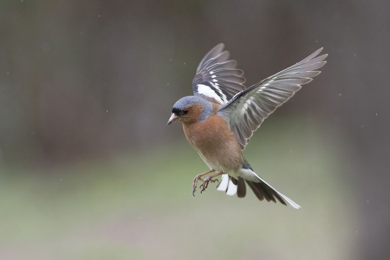Зяблик под дождемphoto preview