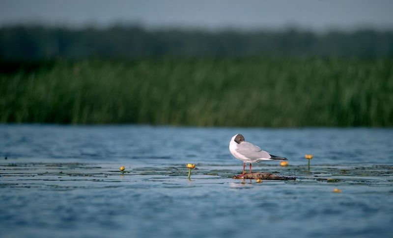 Озёркаphoto preview