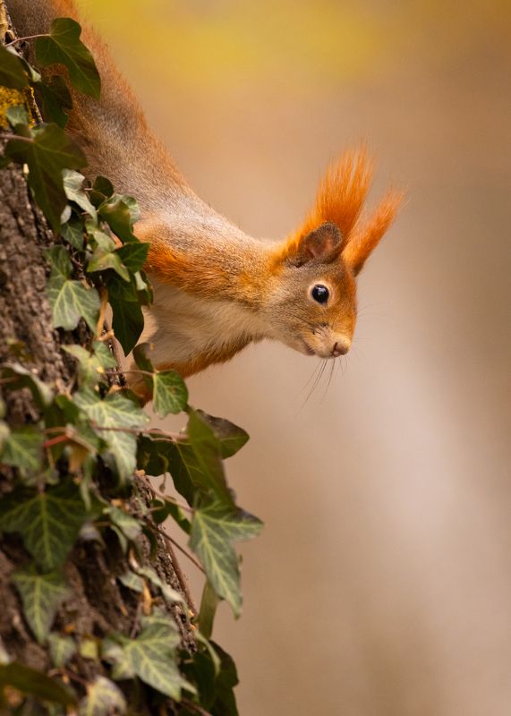 Squirrelphoto preview