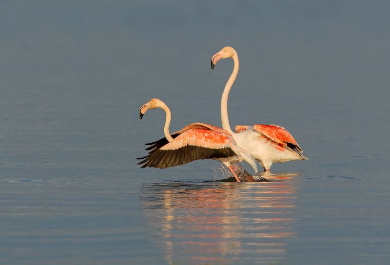 greater flamingo, phoenicopterus roseus flamingophoto preview