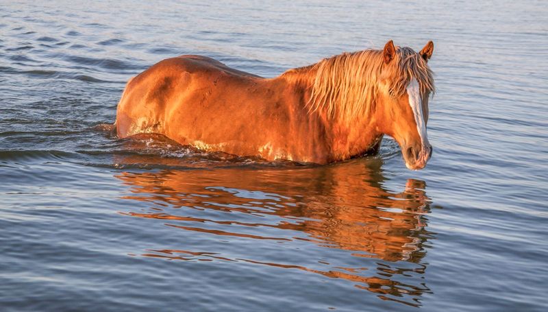 у села  камышово ВЕЧЕРНЕЕ    КУПАНИЕphoto preview