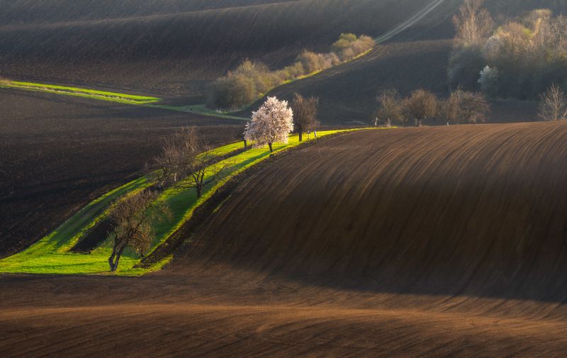 spring, moravia, kyjov, moravia tuscany, czech, bohemia, sony, sony a7iv photo preview