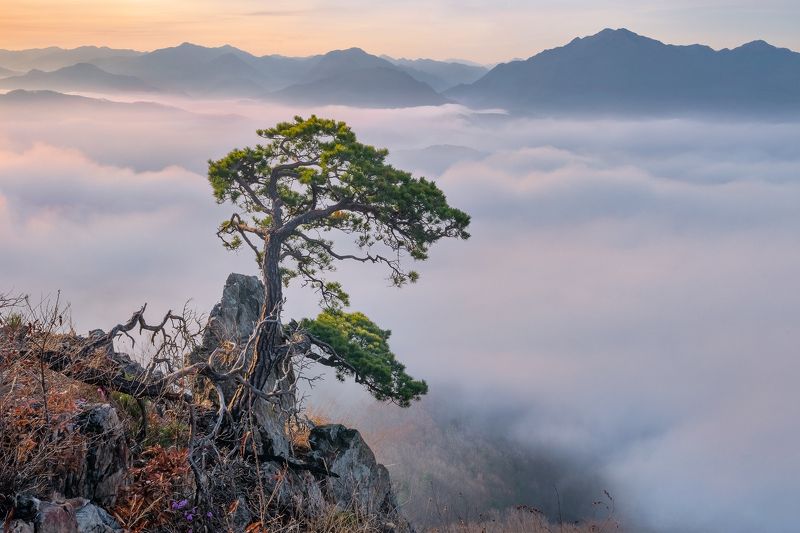 Cobra pine of the Sungbulsanphoto preview