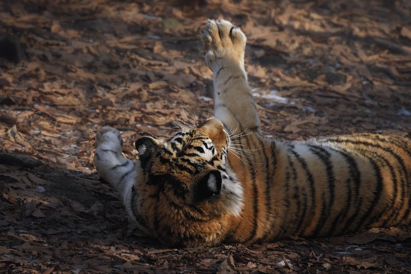 тигр, большие кошки, сафари Игрыphoto preview