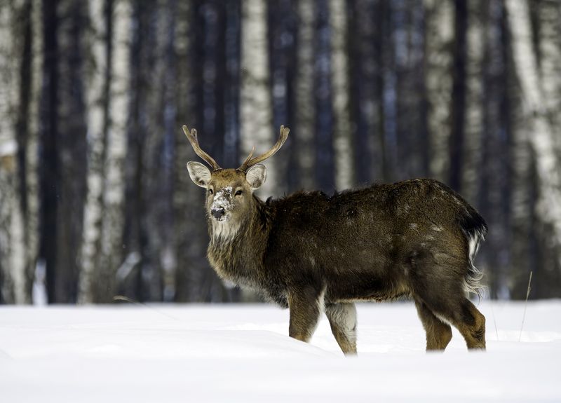 олень, пятнистыйолень, лосиныйостров, природароссии. животные, портрет, deer, amimals Олень на фоне берёзphoto preview