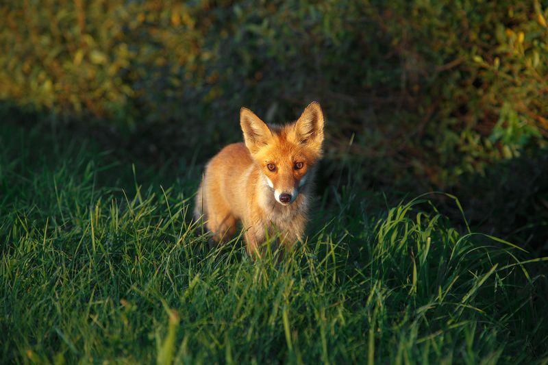лиса, животные, лето, вечер Любопытная Варвараphoto preview