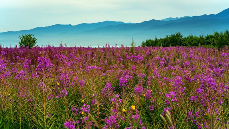 Кипрей цветётphoto preview