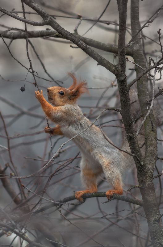 белка, белки, животные, crimea, animals Вишенка;)photo preview