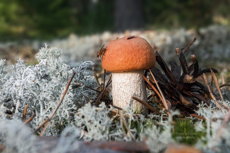 гриб, красноголовик, подосиновик, ягель, мох, макро, лес, тайга, муха, шишка Подосиновикphoto preview
