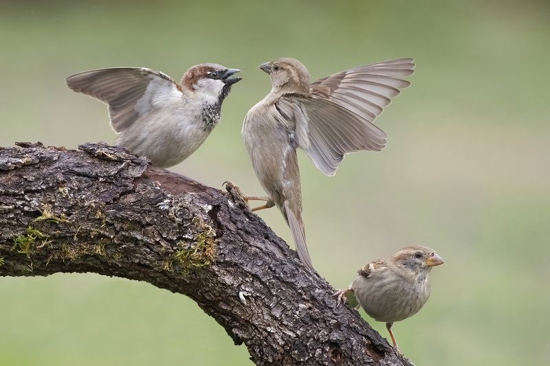 Ухаживаниеphoto preview